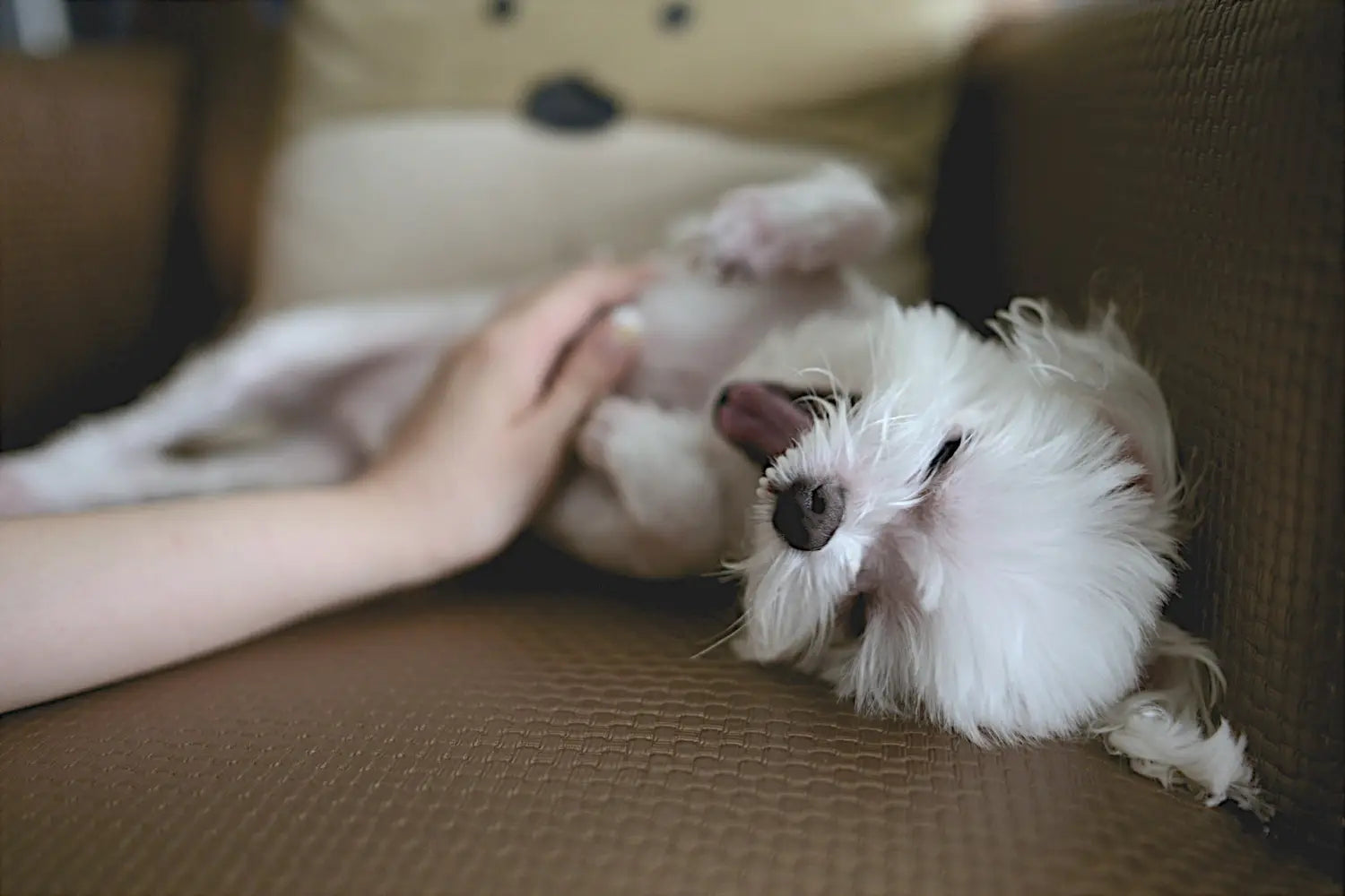 Pourquoi mon chien gratte le canapé?